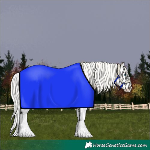 Horse Color:Cremello Splash 