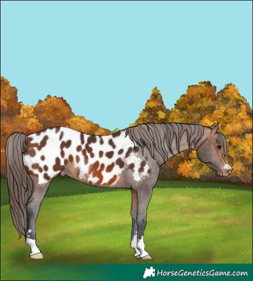 Horse Color:Bay Appaloosa 