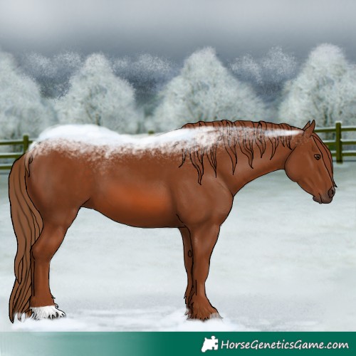 Horse Color:Chestnut 