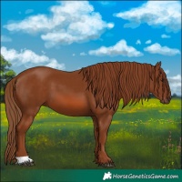 Horse Color:Chestnut 