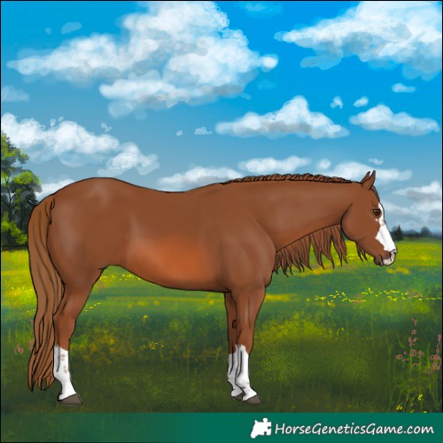 Horse Color:Chestnut 