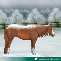 Horse Color:Chestnut 