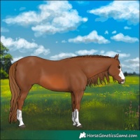 Horse Color:Chestnut 