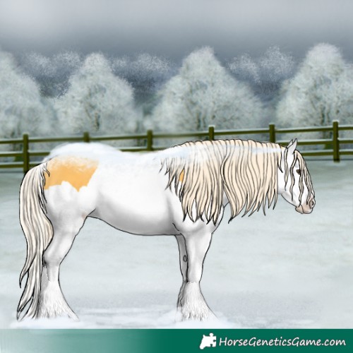 Horse Color:Palomino Splash 