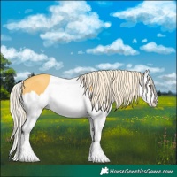 Horse Color:Palomino Splash 