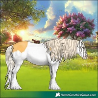 Horse Color:Palomino Splash 