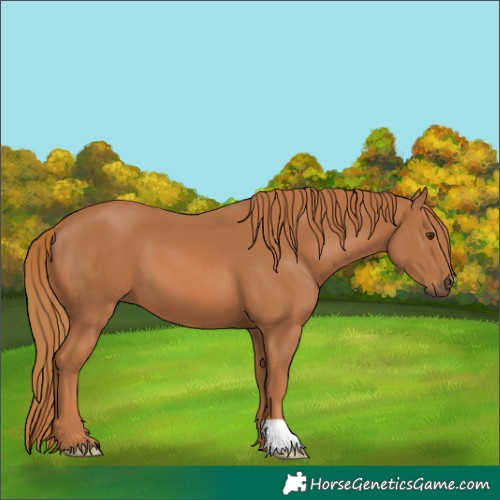 Horse Color:Chestnut 