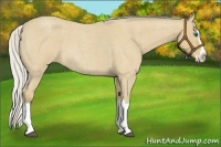 Horse Color:Silver Buckskin Roan Splash