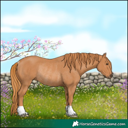 Horse Color:Chestnut Rabicano 