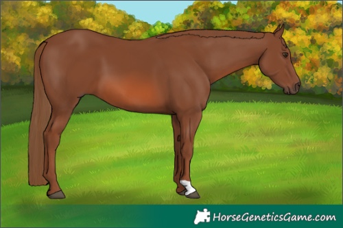 Horse Color:Chestnut 