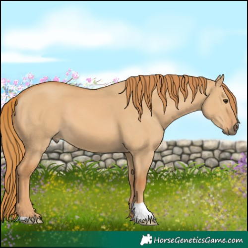 Horse Color:Red Dun 