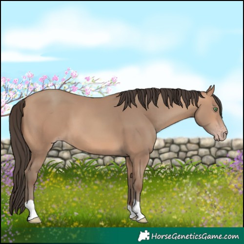 Horse Color:Amber Champagne 
