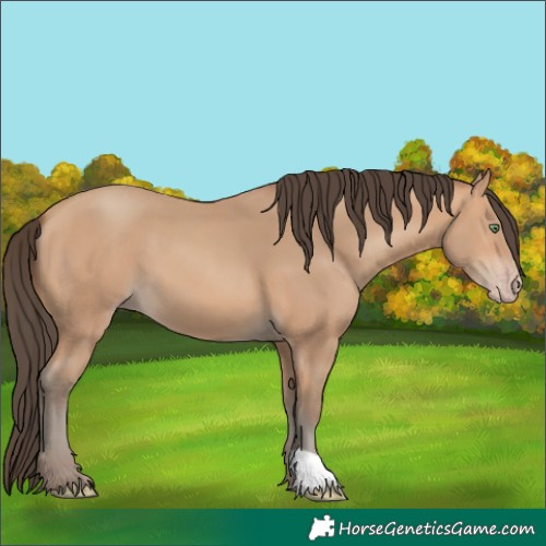 Horse Color:Amber Champagne 
