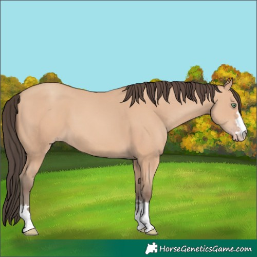 Horse Color:Amber Champagne 