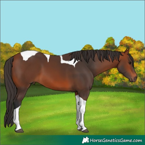 Horse Color:Bay Tobiano 