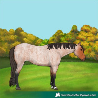 Horse Color:Bay Roan 