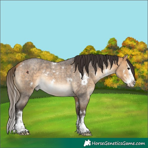 Horse Color:White Spotted Buckskin Roan Splash Rabicano 