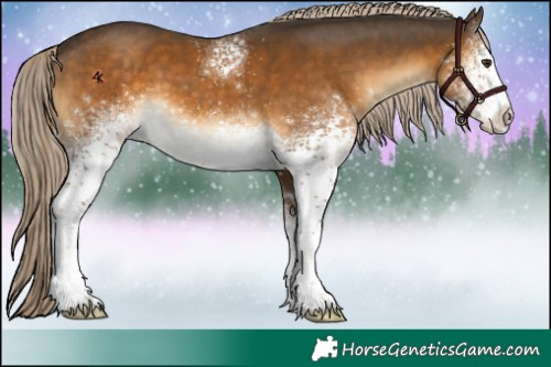 Horse Color:White Spotted Chocolate Palomino