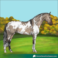Horse Color:White Spotted Brown Dun 