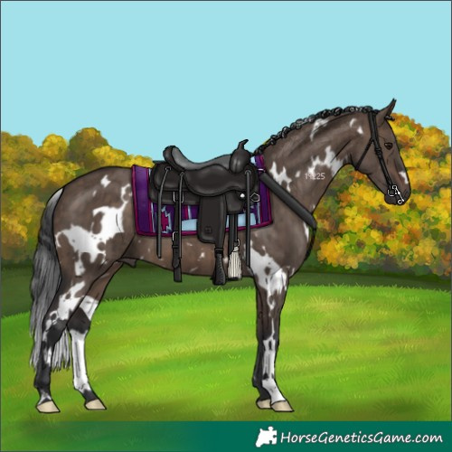 Horse Color:White Spotted Brown Dun Brindle 