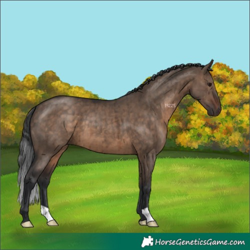 Horse Color:Brown Dun Brindle 