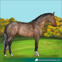 Horse Color:Brown Dun Rabicano Brindle 
