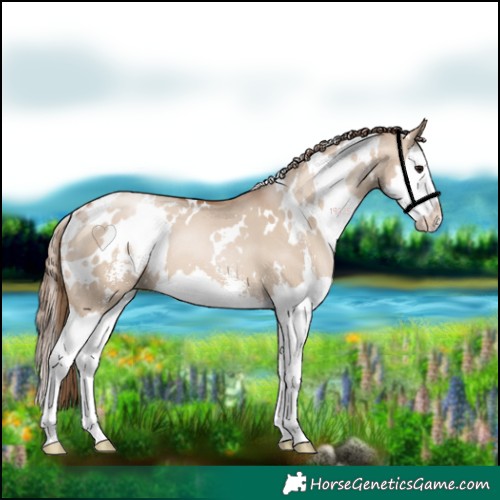Horse Color:White Spotted Grullo Pearl Sabino Splash 