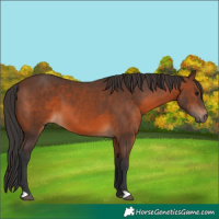 Horse Color:Brown 