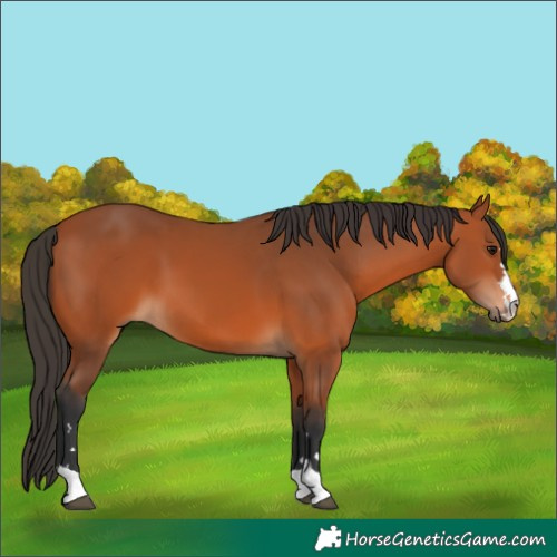 Horse Color:Bay 