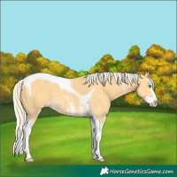 Horse Color:Gold Cream Champagne Sabino Splash Tobiano 