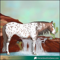 Horse Color:Bay Splash Near Leopard Rabicano 