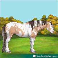 Horse Color:White Spotted Amber Champagne Splash Tobiano
