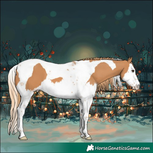 Horse Color:Chestnut Splash Tobiano 
