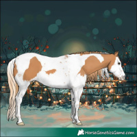 Horse Color:Chestnut Splash Tobiano 