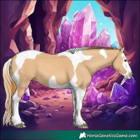Horse Color:Red Dun Splash Tobiano 