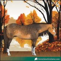 Horse Color:Buckskin