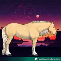 Horse Color:Palomino Sabino 