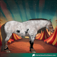 Horse Color:Liver Red Roan Sabino