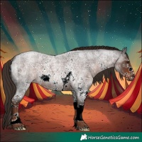 Horse Color:Liver Red Roan Sabino 