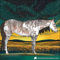Horse Color:Bay Ice Sabino Splash 