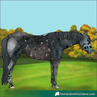 Horse Color:ERROR: UNKNOWN ANOMALY