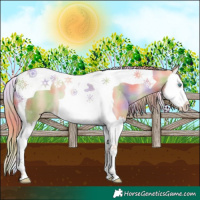 Horse Color:Nacre Gold Champagne Pearl Splash Tobiano Rabicano 
