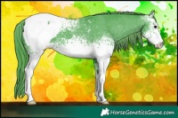 Horse Color:Watercolor White Spotted Black Appaloosa