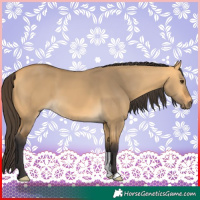 Horse Color:Buckskin Dun