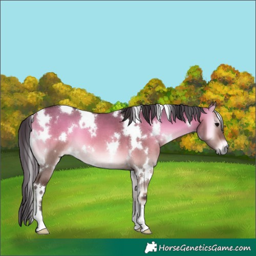 Horse Color:White Spotted Brown Onyx 