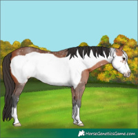 Horse Color:Bay Frame