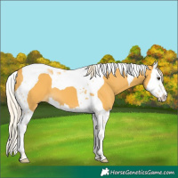 Horse Color:Palomino Splash Tobiano 