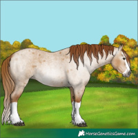 Horse Color:Gray Red Dun Roan Splash 