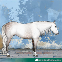 Horse Color:Gray Silver Bay