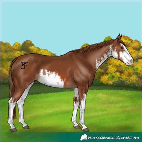 Horse Color:White Spotted Chestnut 
